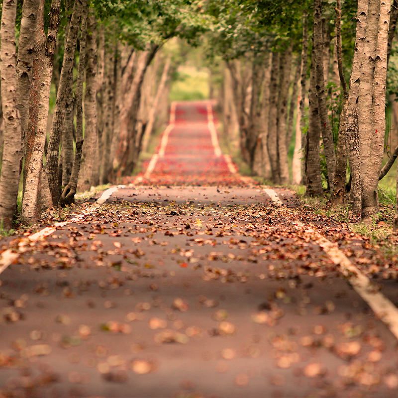 Um caminho